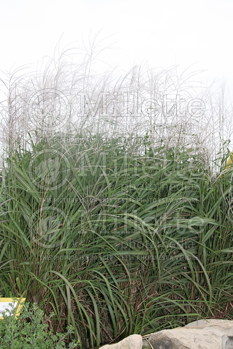 Miscanthus sinensis purpurascens  (Maiden Grasses Ornamental Grass) 16 