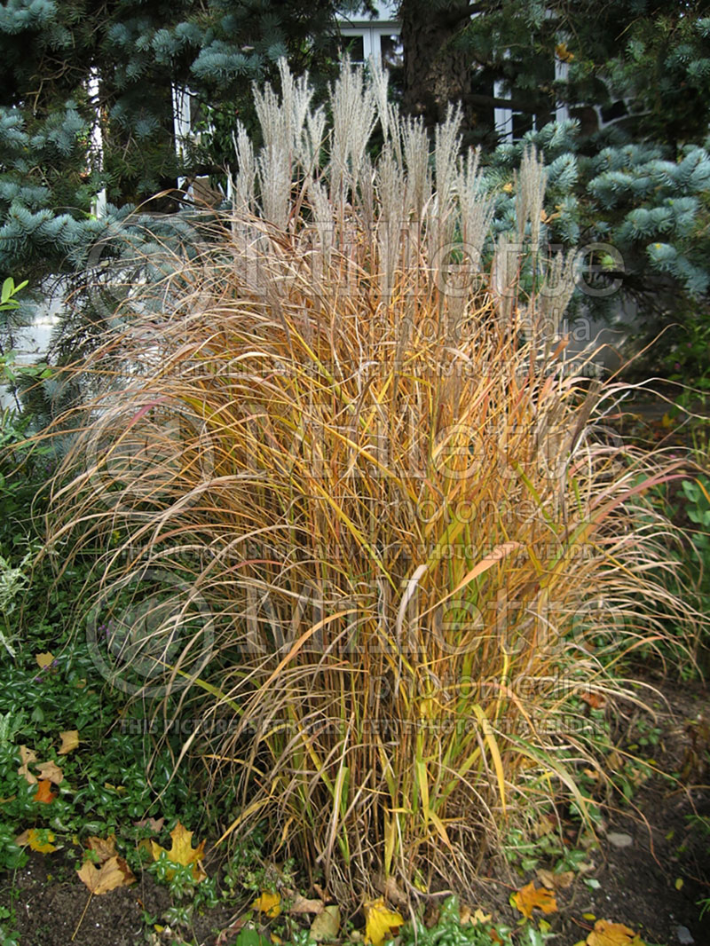 Miscanthus sinensis purpurascens  (Maiden Grasses Ornamental Grass) 8 