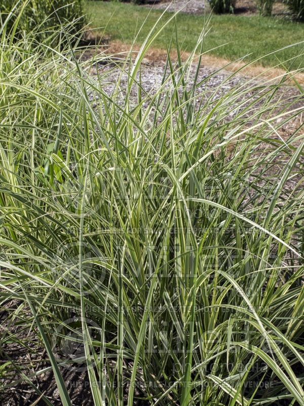 Miscanthus Rigoletto (Zebra Grass Ornamental Grass) 2