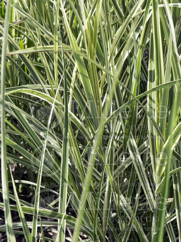 Miscanthus Rigoletto (Zebra Grass Ornamental Grass) 3