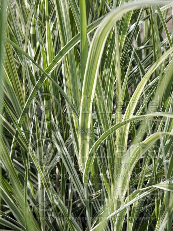 Miscanthus Rigoletto (Zebra Grass Ornamental Grass) 4