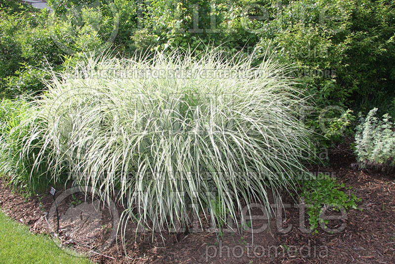 Miscanthus Rigoletto (Zebra Grass Ornamental Grass) 1