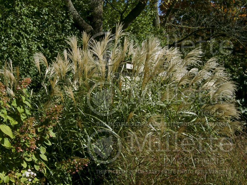 Miscanthus Silberfeder (Maiden Grasses Ornamental Grass) 2