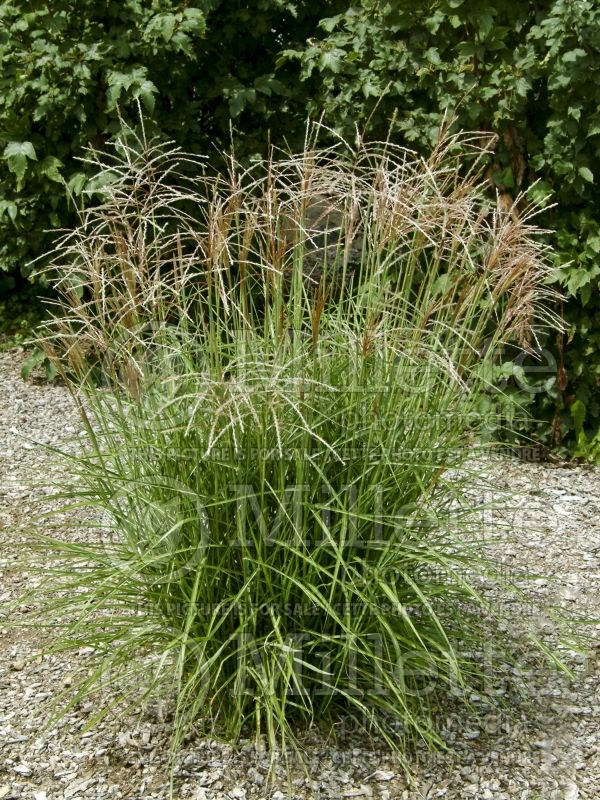 Miscanthus Silberfeder (Maiden Grasses Ornamental Grass) 3