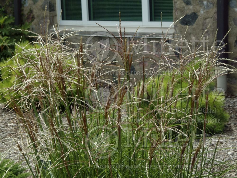 Miscanthus Silberfeder (Maiden Grasses Ornamental Grass) 4