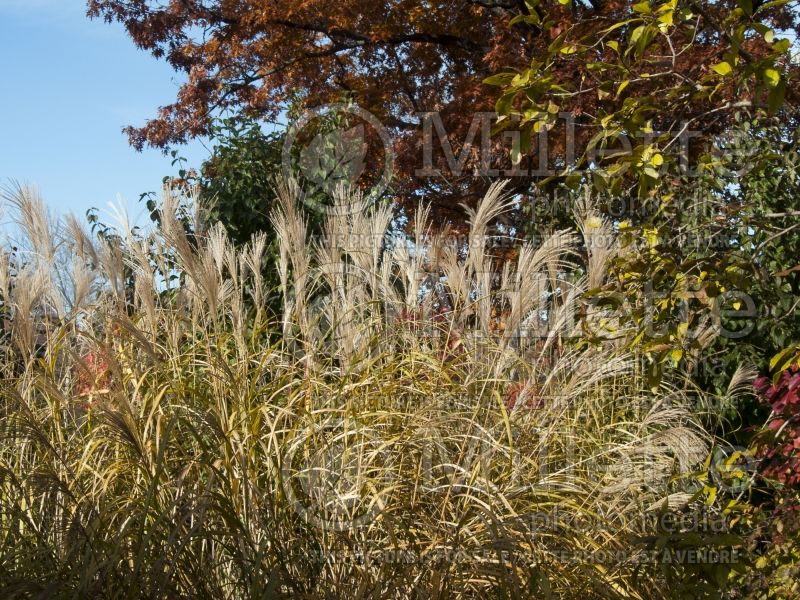 Miscanthus Silberfeder (Maiden Grasses Ornamental Grass) 5