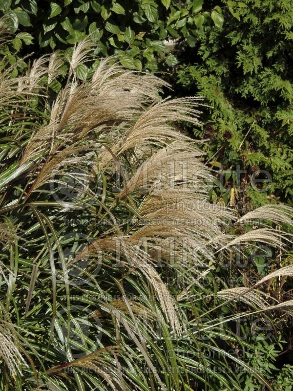 Miscanthus Silberfeder (Maiden Grasses Ornamental Grass) 6