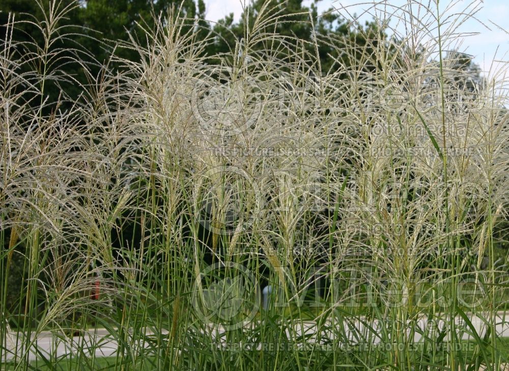 Miscanthus Silberfeder (Maiden Grasses Ornamental Grass) 8