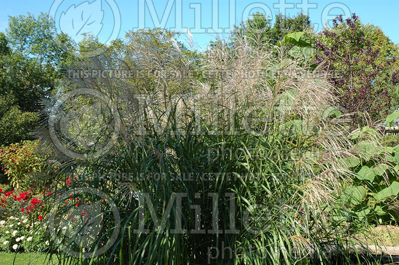 Miscanthus Silberfeder (Maiden Grasses Ornamental Grass) 1