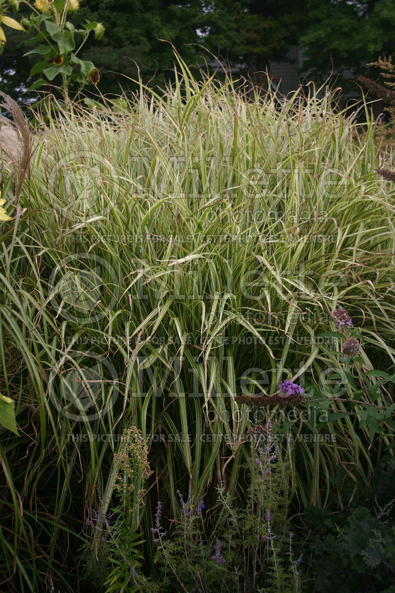 Miscanthus Silver Arrow (Maiden Grasses Ornamental Grass) 1