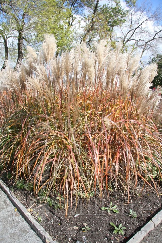 Miscanthus Sirene (Maiden Grasses Ornamental Grass) 2