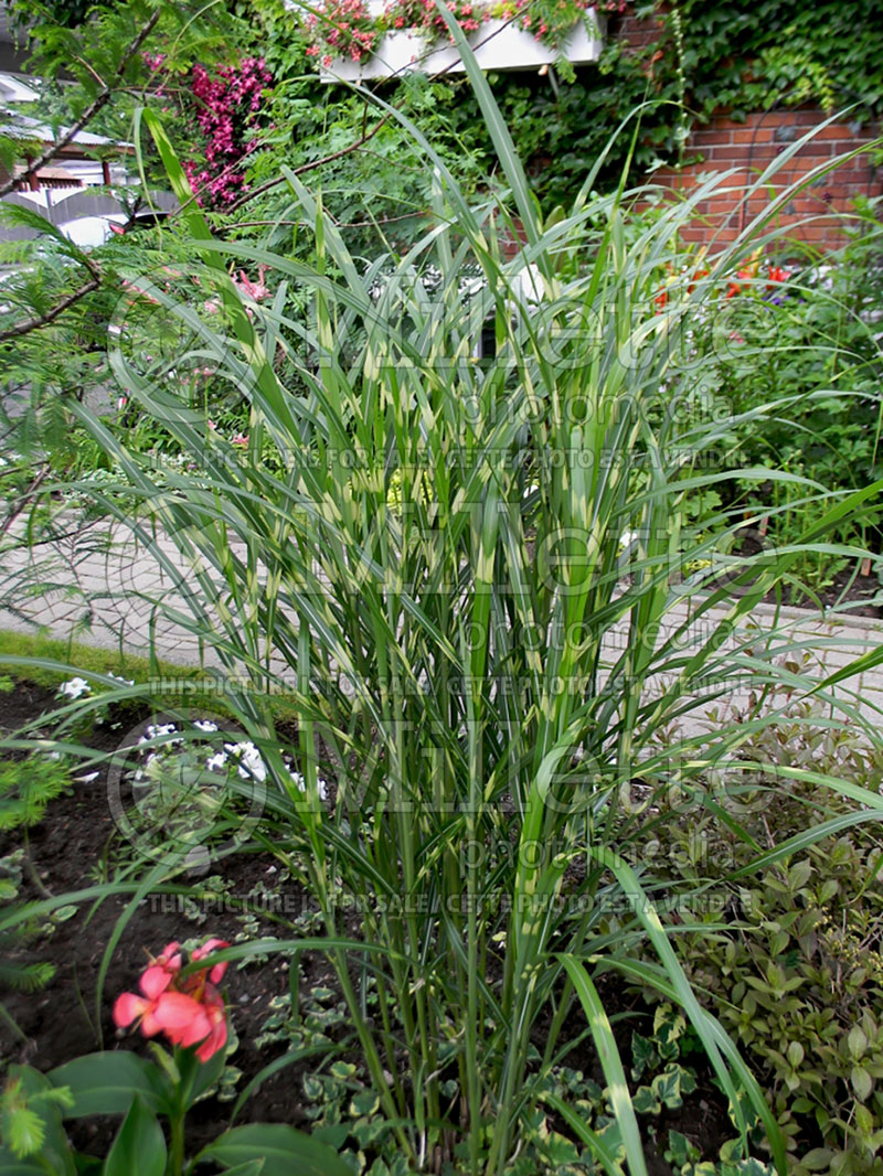 Miscanthus Strictus (Porcupine Grass Ornamental Grass) 2