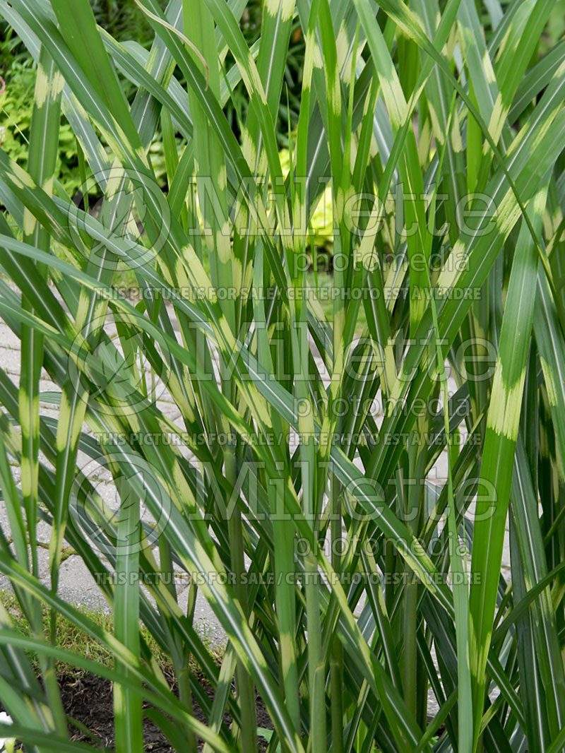 Miscanthus Strictus (Porcupine Grass Ornamental Grass) 3