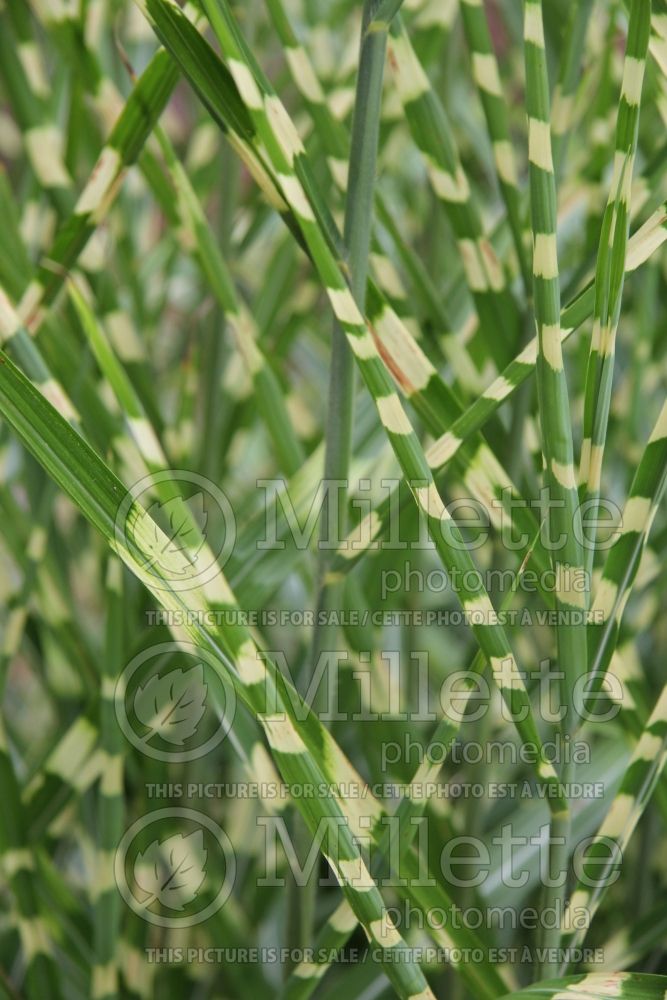 Miscanthus Strictus (Porcupine Grass Ornamental Grass) 5