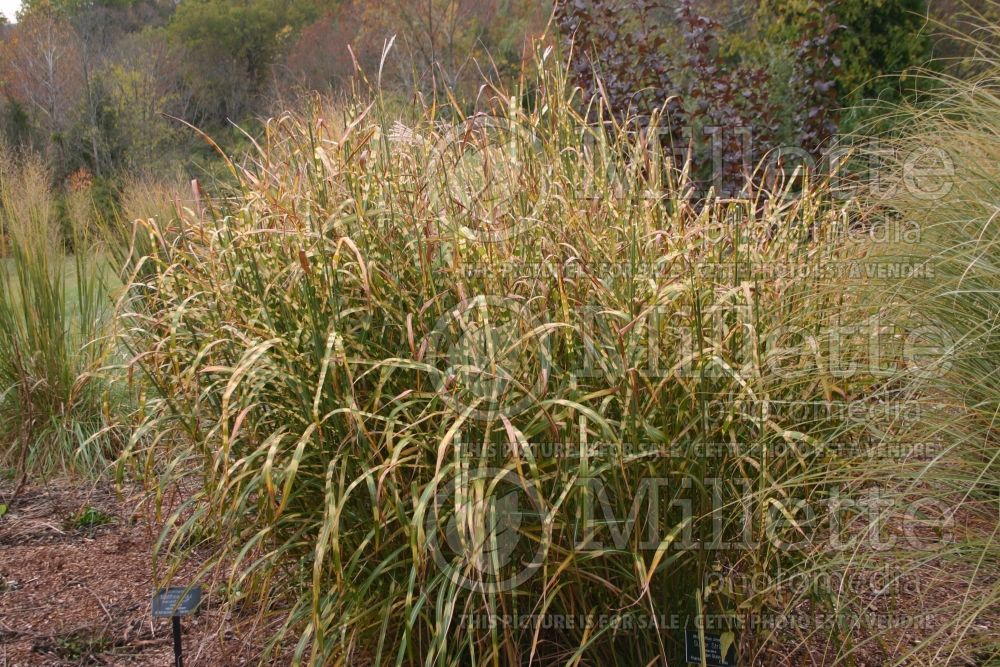 Miscanthus Super Stripe (Porcupine Grass Ornamental Grass) 1