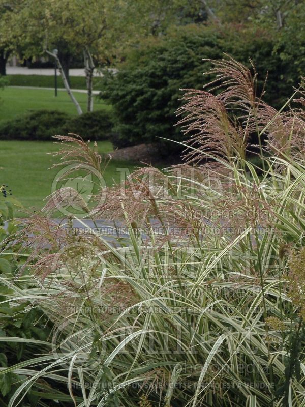 Miscanthus Variegatus (Zebra Grass Ornamental Grass) 3