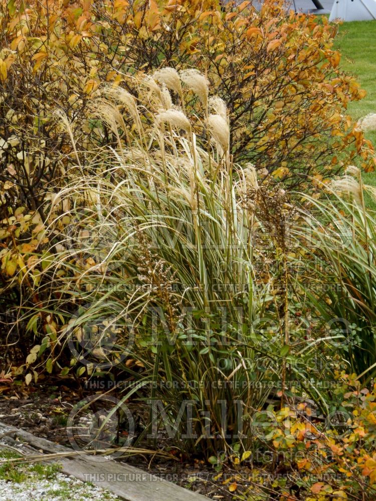 Miscanthus Variegatus (Zebra Grass Ornamental Grass) 4