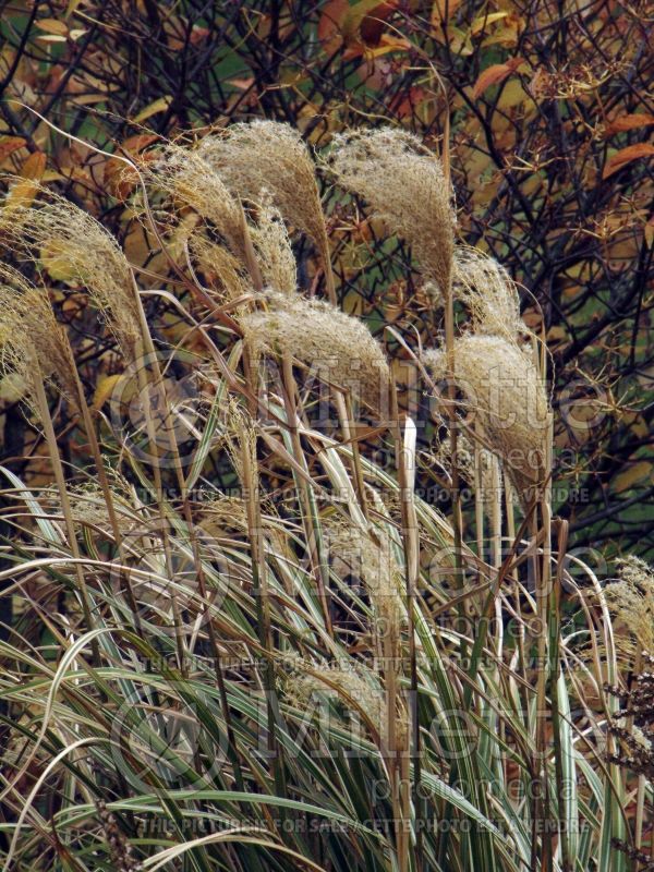 Miscanthus Variegatus (Zebra Grass Ornamental Grass) 1