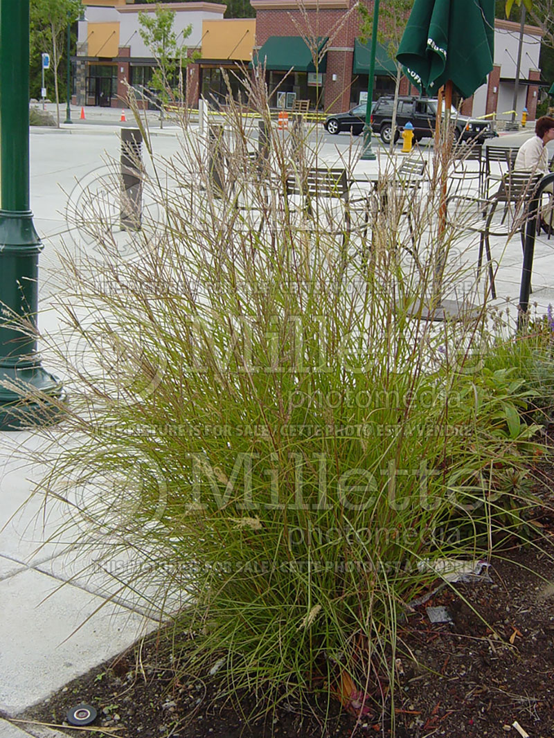 Miscanthus Yaku Jima (Chinese silver grass Ornamental Grass) 4