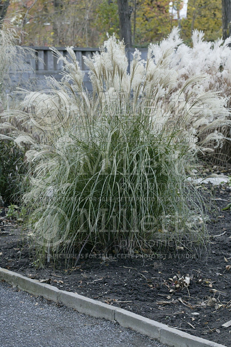 Miscanthus Yaku Jima (Chinese silver grass Ornamental Grass) 8