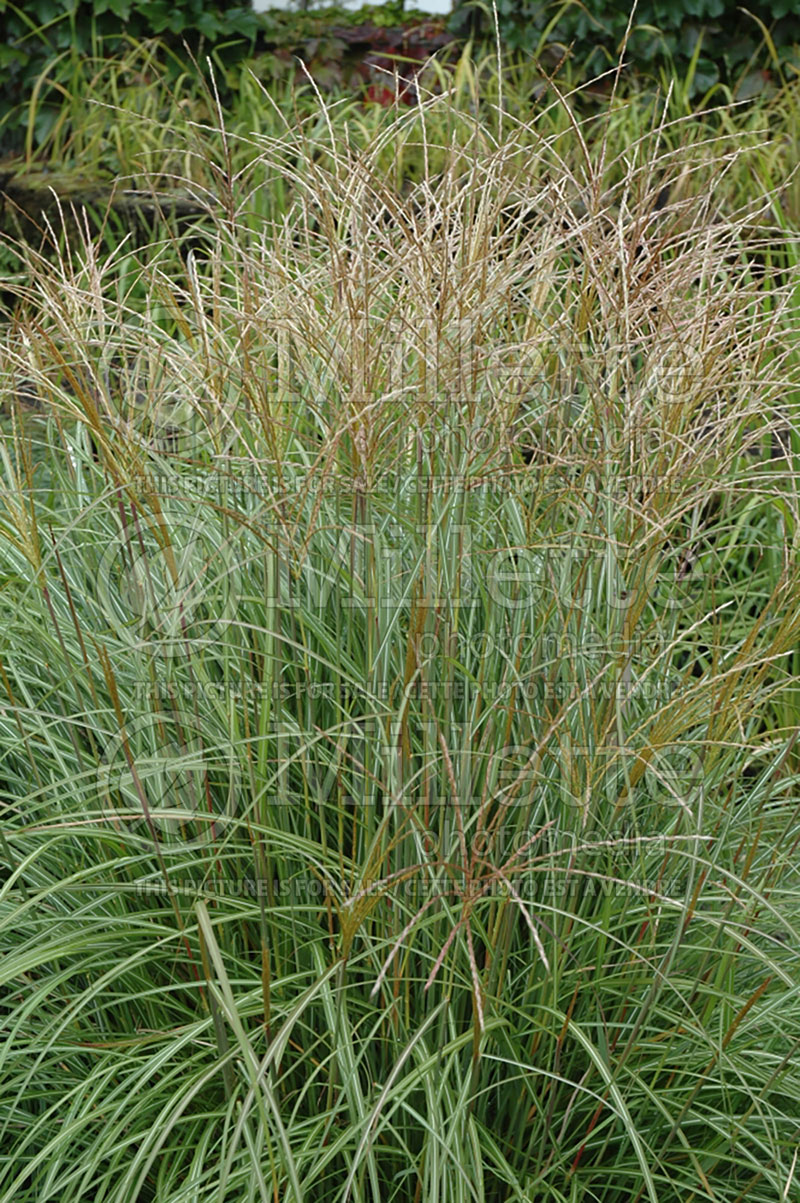 Miscanthus Yaku Jima (Chinese silver grass Ornamental Grass) 1