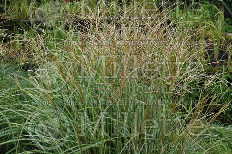 Miscanthus Yaku Jima (Chinese silver grass Ornamental Grass) 2