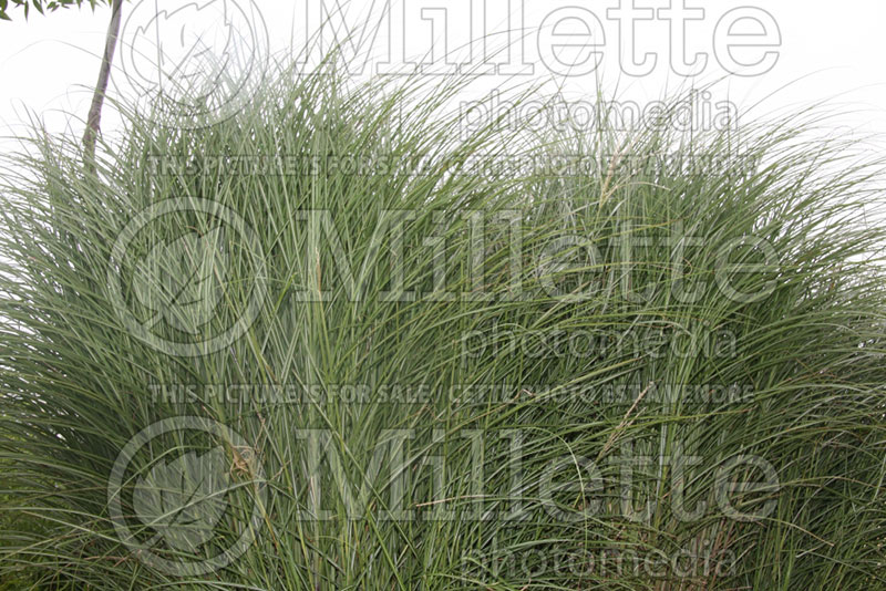 Miscanthus Yaku Jima (Chinese silver grass Ornamental Grass) 3