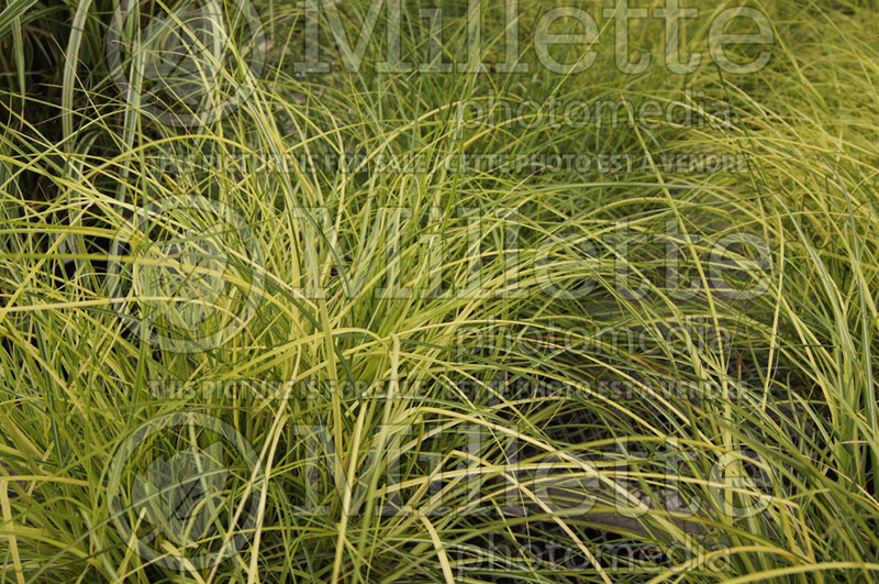 Miscanthus Yaku Jima (Chinese silver grass Ornamental Grass) 10