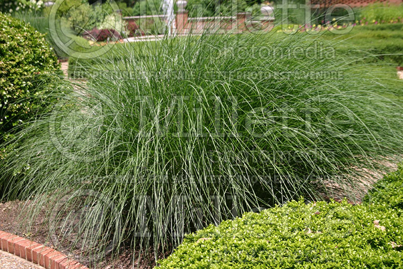 Miscanthus Yakushima Dwarf (Zebra Grass Ornamental Grass) 1  