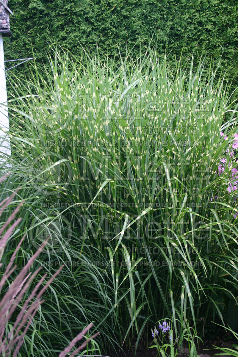 Miscanthus Zebrinus (Zebra Grass Ornamental Grass) 1