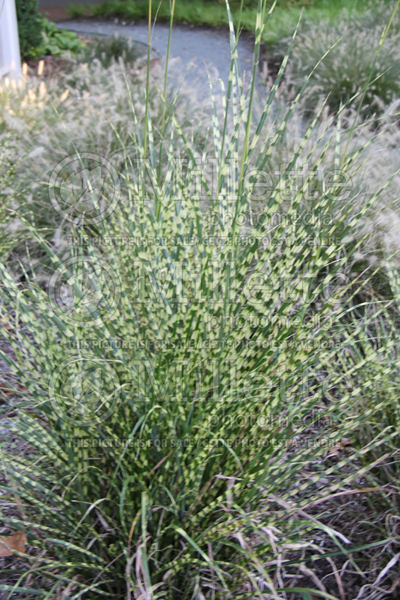 Miscanthus Zebrinus (Zebra Grass Ornamental Grass) 2