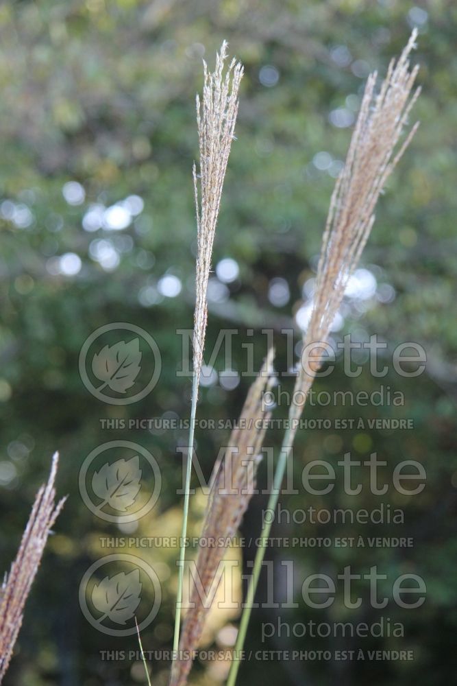 Miscanthus Zebrinus (Zebra Grass Ornamental Grass) 3