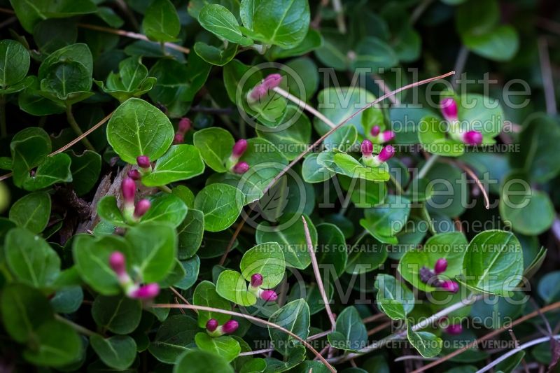 Mitchella repens (partridge berry) 1 