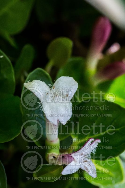 Mitchella repens (partridge berry) 3 