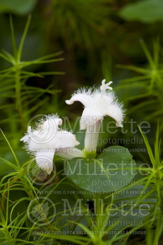 Mitchella repens (partridge berry) 4 