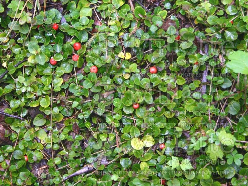 Mitchella repens (partridge berry) 5 