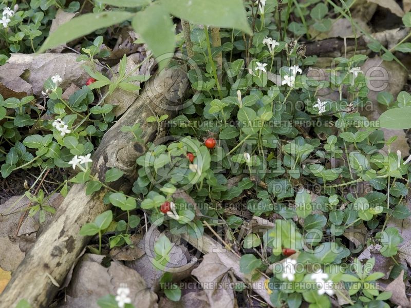 Mitchella repens (partridge berry) 7 