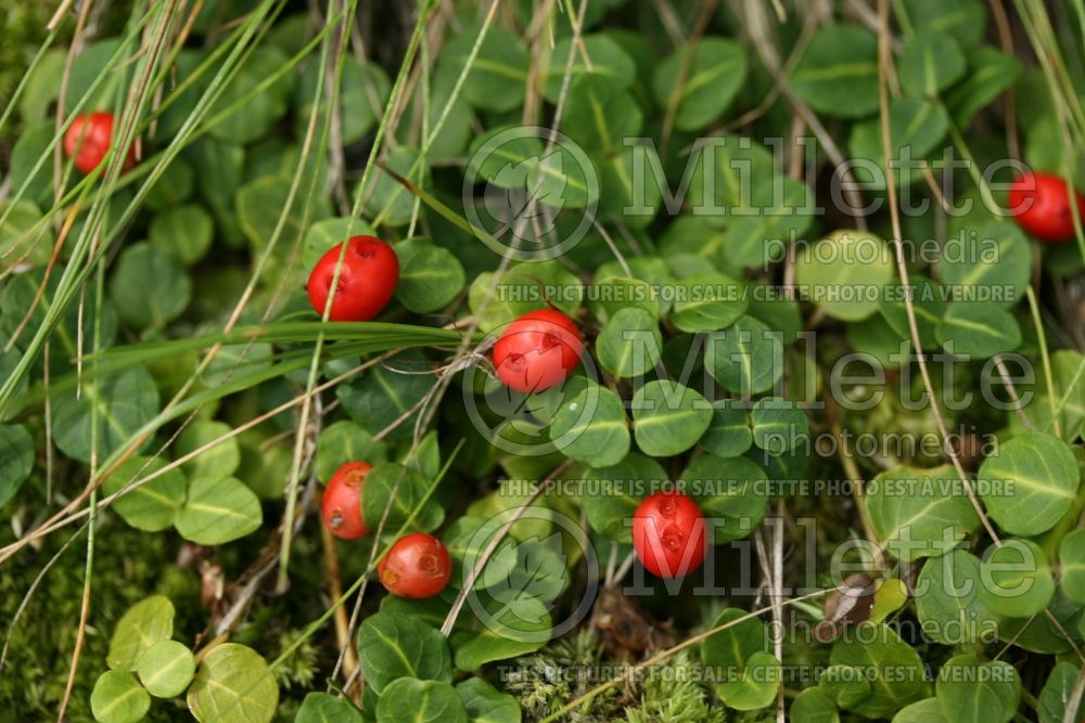 Mitchella repens (partridge berry) 8 