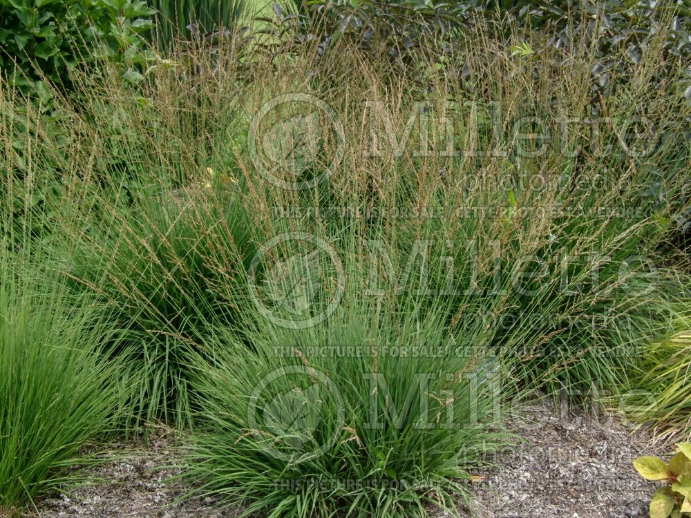 Molinia Dauerstrahl (Purple moor grass Ornamental Grass) 1