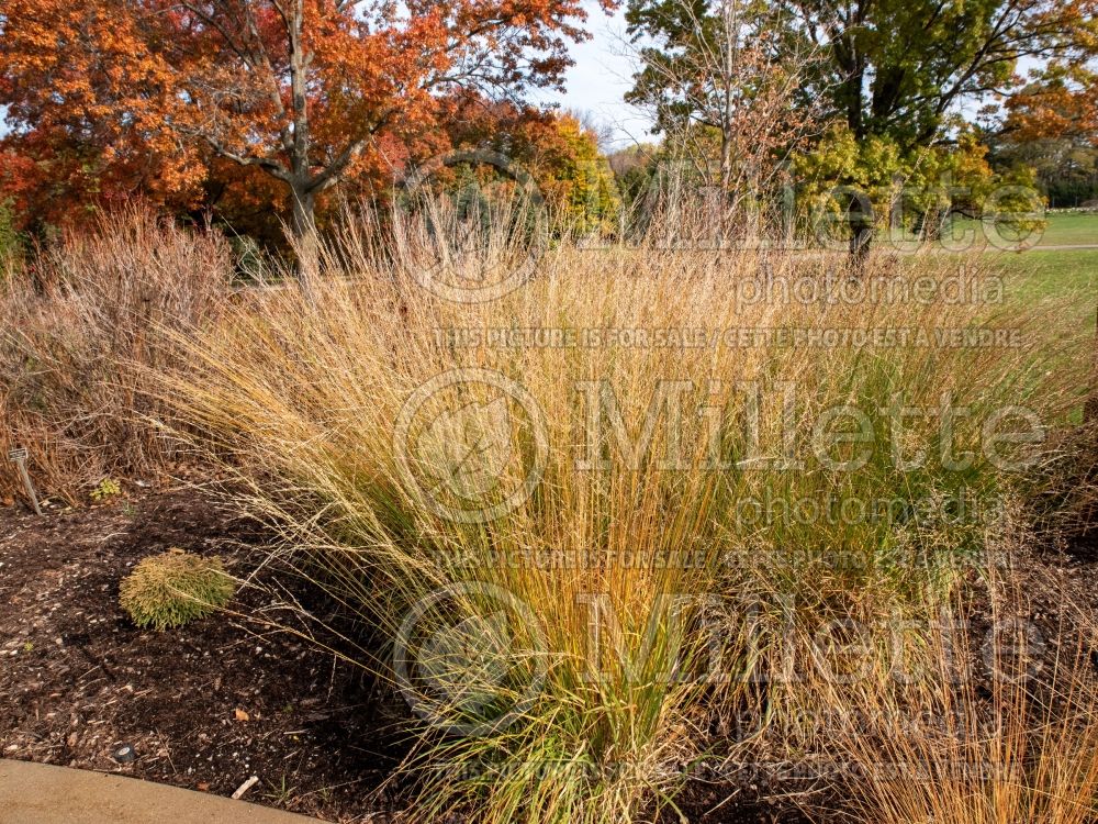 Molinia Dauerstrahl (Purple moor grass Ornamental Grass) 2