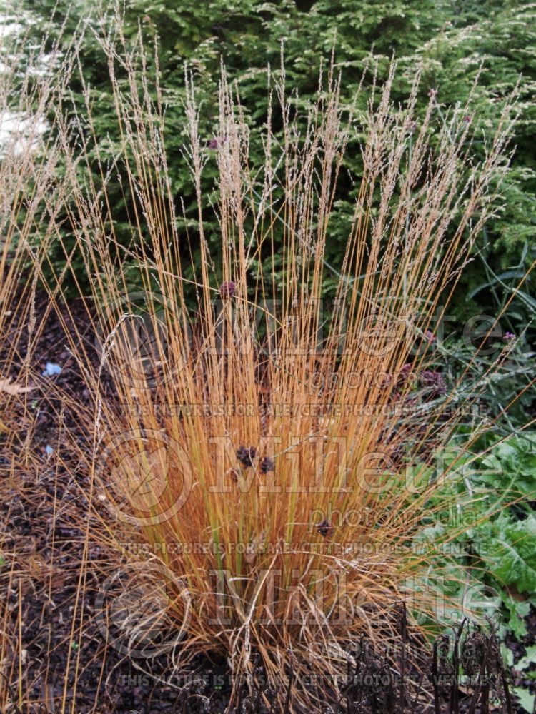 Molinia Heidebraut (Purple moor grass Ornamental Grass) 5