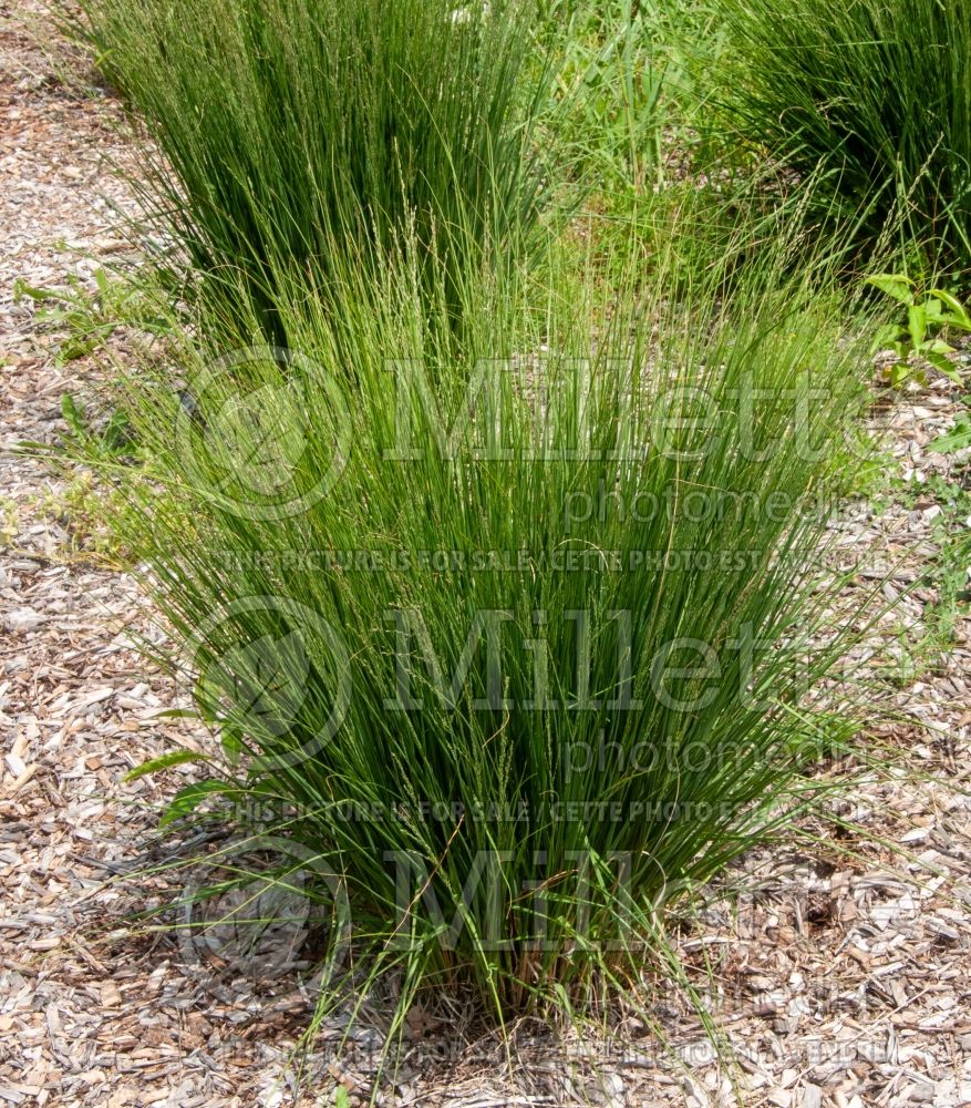 Molinia Heidebraut (Purple moor grass Ornamental Grass) 4