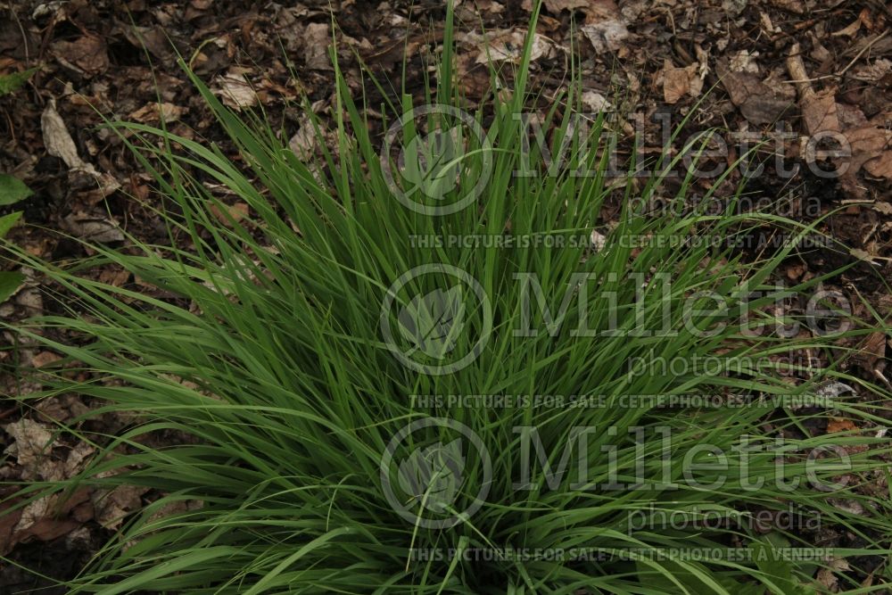 Molinia Poul Petersen (Purple moor grass Ornamental Grass) 4