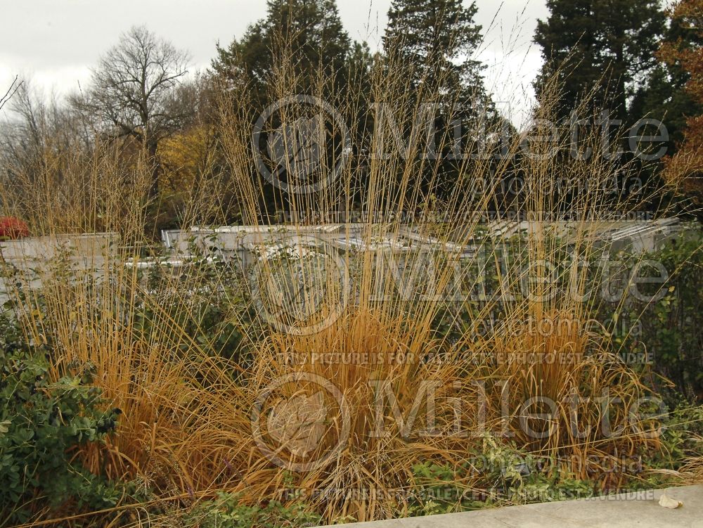 Molinia Windspiel (Purple moor grass Ornamental Grass) 4