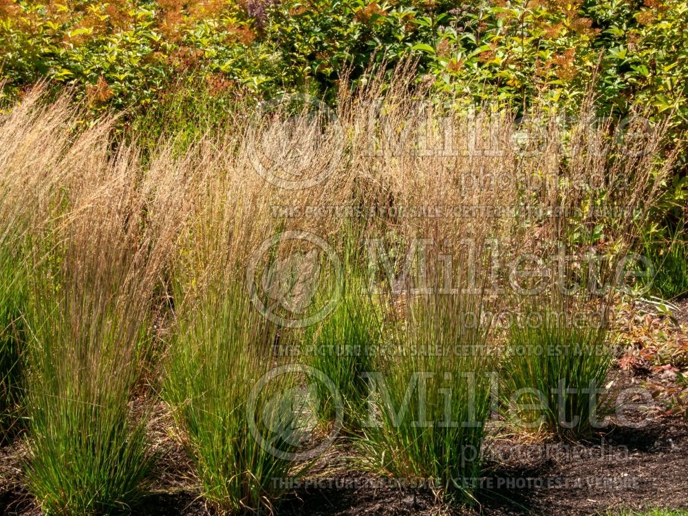 Molinia Strahlenquelle (Purple moor grass Ornamental Grass) 2