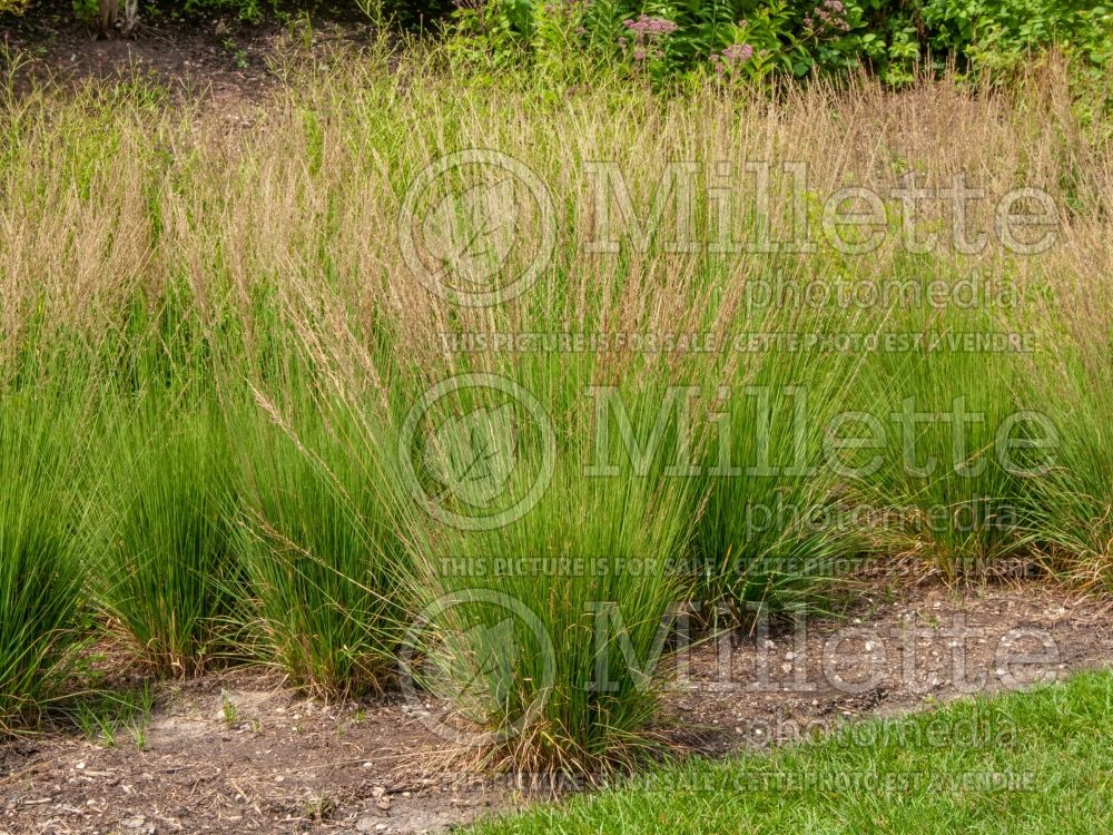 Molinia Strahlenquelle (Purple moor grass Ornamental Grass) 3