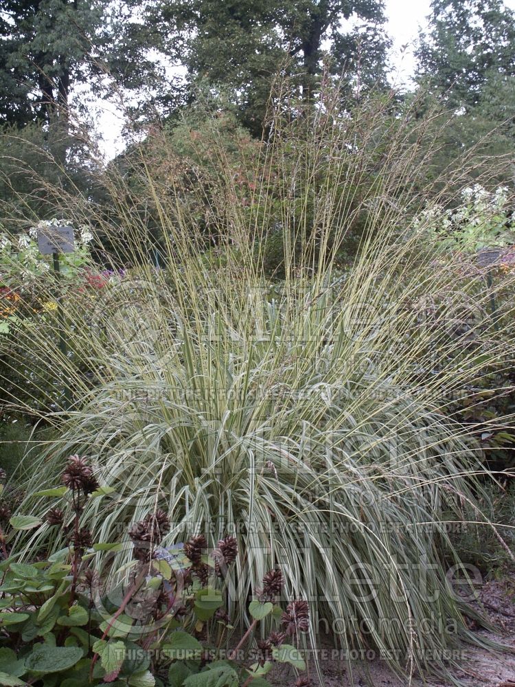 Molinia Variegata (Purple moor grass Ornamental Grass) 12