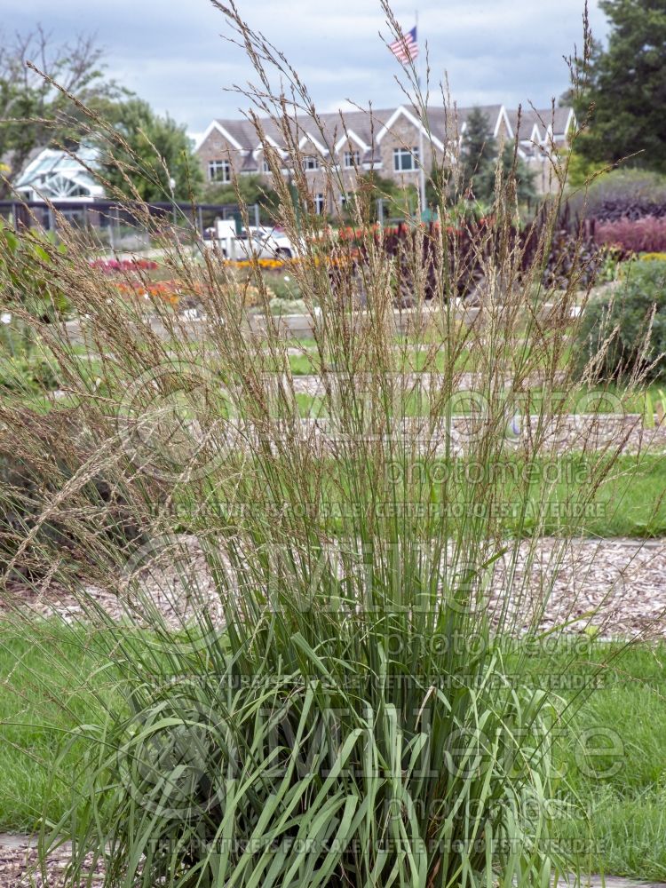 Molinia Cordoba (Purple moor grass Ornamental Grass) 4