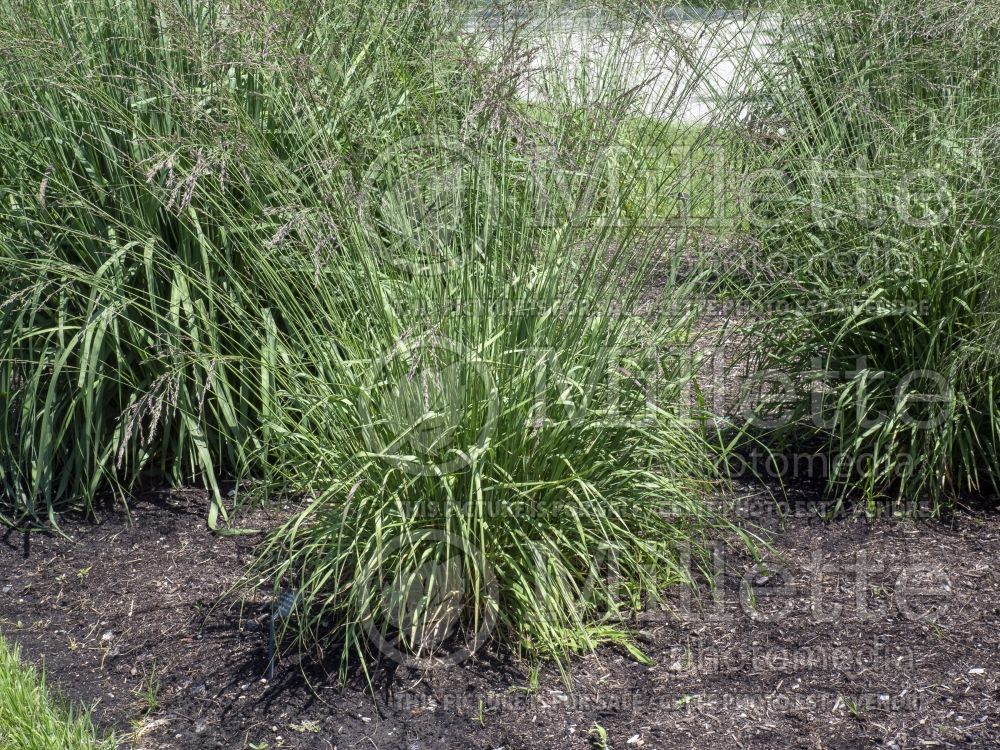 Molinia Fontane (Purple moor grass Ornamental Grass) 1