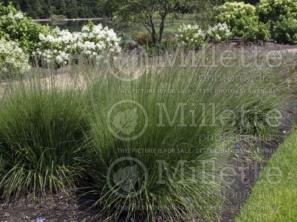 Molinia Heidebraut (Purple moor grass Ornamental Grass) 1